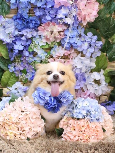 20250627マロ太くん